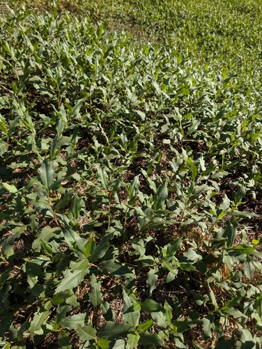 longroot smartweed