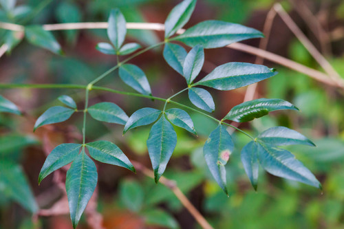 Nandina domestica