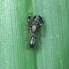 Ligonipes semitectus