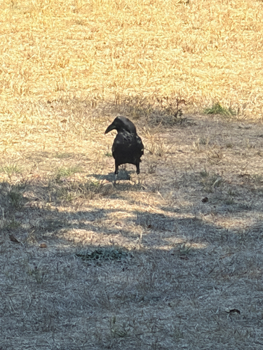 Common Raven