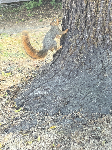 Eastern Fox Squirrel