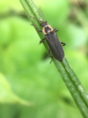 Atalantycha dentigera