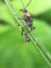 Atalantycha dentigera