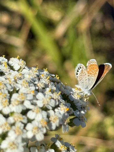 Western Pygmy-Blue