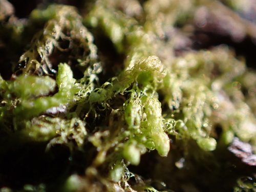 Ptilidium californicum observed 2026-09-30