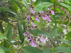 Encyclia cordigera