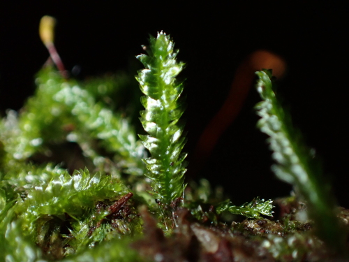 Plagiothecium denticulatum observed 2026-09-30