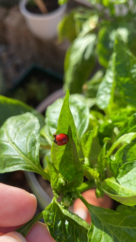 Spotless Lady Beetle
