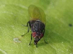 Minettia longipennis