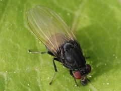 Minettia longipennis