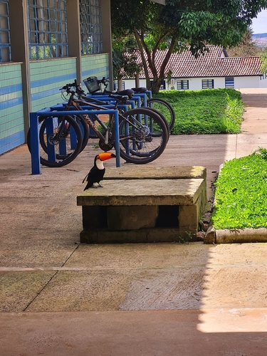 Toco Toucan