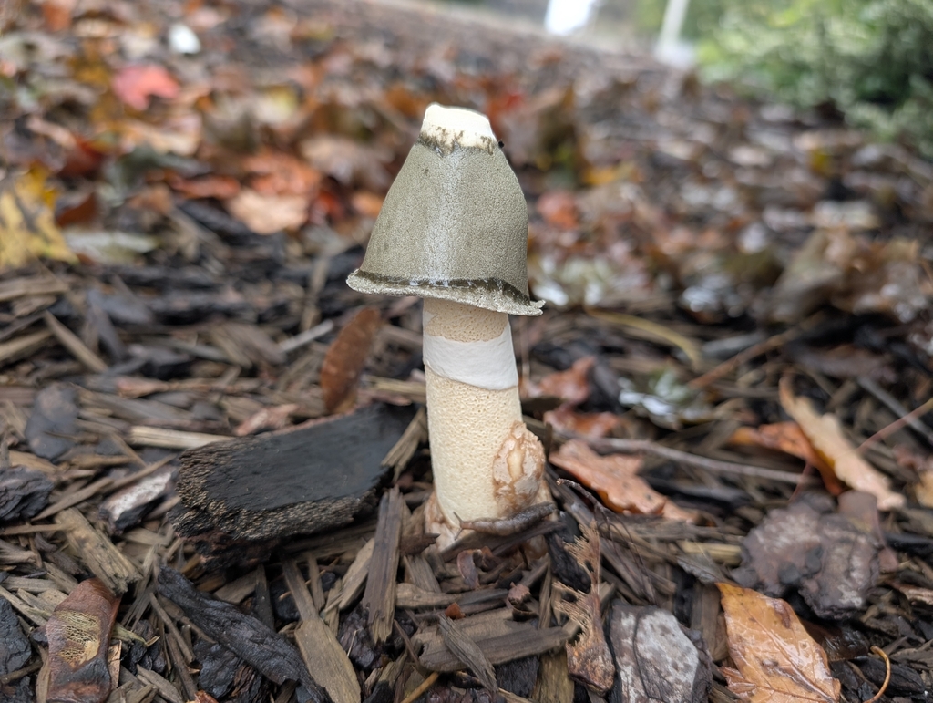 Ravenel's stinkhorn · September 2026 · photo: Photo: (c) Ben Lapham, some rights reserved (CC BY-SA) · iNaturalist
