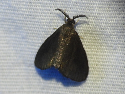 Glover's Bagworm Moth photo 3