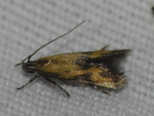 Triclonella bicoloripennis photo 5