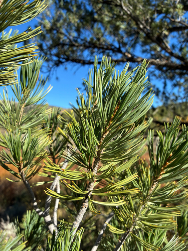limber pine
