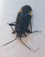 Polymerus venaticus