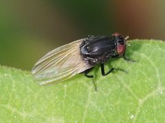 Minettia longipennis