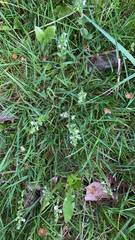 Veronica serpyllifolia
