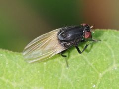 Minettia longipennis