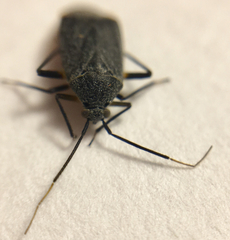 Polymerus venaticus