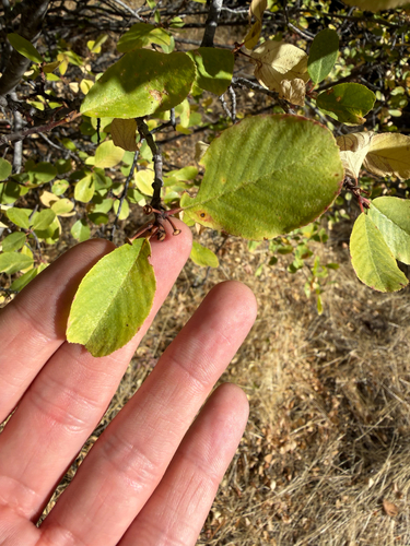 Sierra coffeeberry