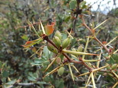 Berberis grevilleana