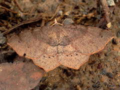 Rhinodia rostraria