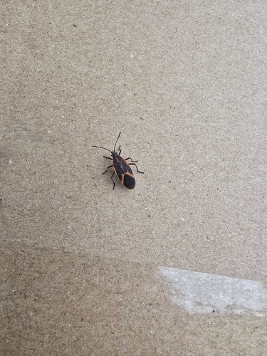 Eastern Boxelder Bug