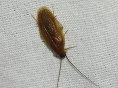 Schwarz's Hooded Cockroach
