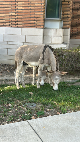 Donkey