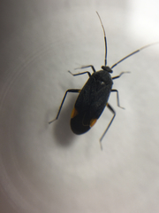 Polymerus venaticus