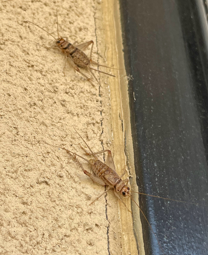 Tropical House Cricket