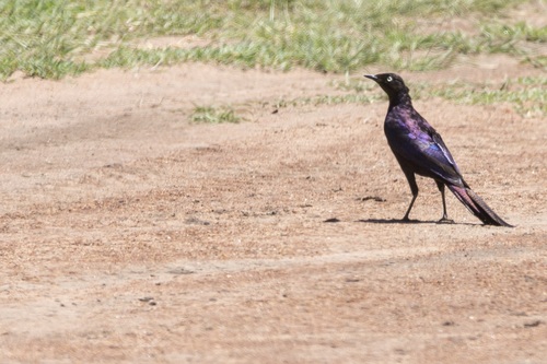 iNaturalist image