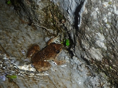 Limnonectes kuhlii
