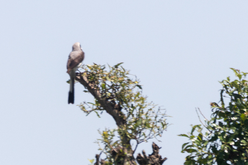 iNaturalist image