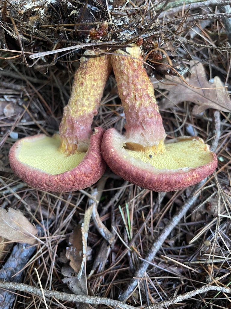 Painted Suillus · September 2026 · photo: Photo: (c) Mical, some rights reserved (CC BY) · iNaturalist