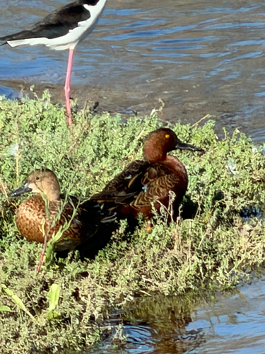 Cinnamon Teal