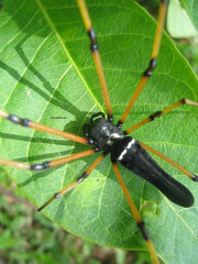 Nephila kuhli