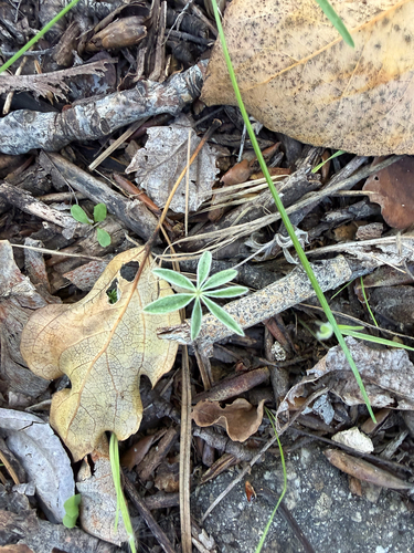 Lupinus sericeus observed 2026-09-30