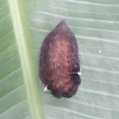 Megalopyge braulio