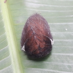 Megalopyge braulio