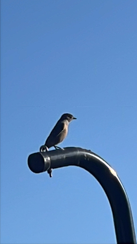 Western Bluebird