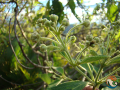 Lippia myriocephala