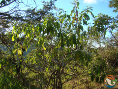 Lippia myriocephala