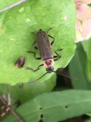 Atalantycha dentigera