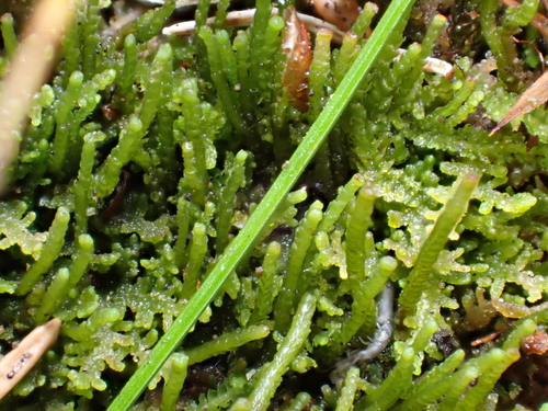 Neoorthocaulis attenuatus observed 2026-09-10
