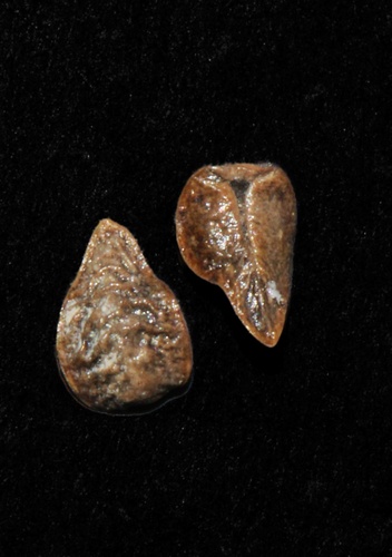 Limestone Cat's-Eye
