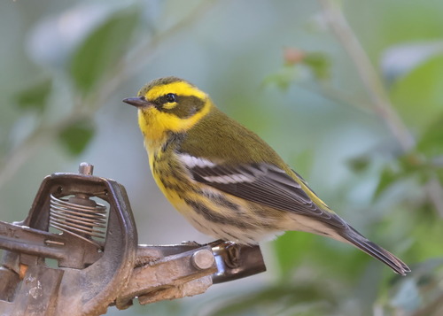 Townsend's Warbler