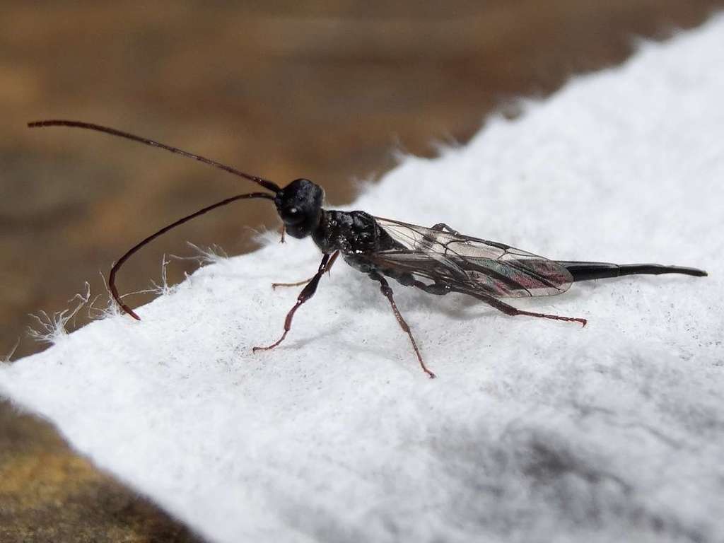 Monomachus antipodalis