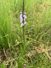 Verbena simplex